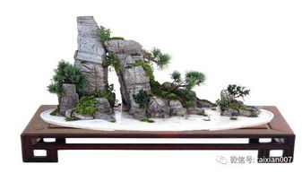 假山草 假山藝術(shù)中的自然點綴